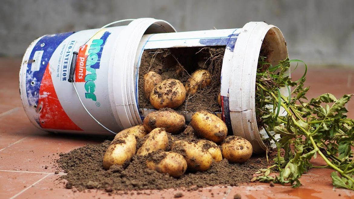 Growing Potatoes In Plastic Containers Is Easy And Productive For Gardeners