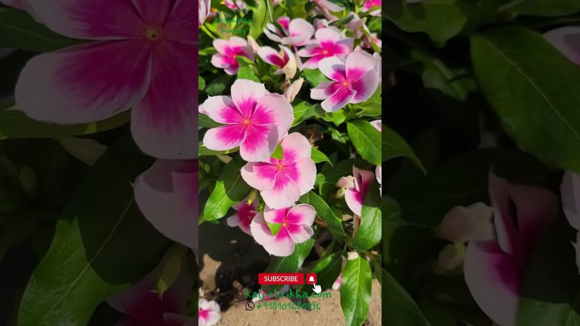 Periwinkle Plant Care & Propagation Tips #periwinkle #flowerplant #flowers Periwinkle Plant Care & Propagation Tips #periwinkle #flowerplant #flowers