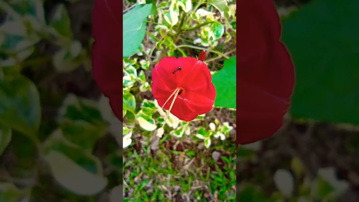 Most beautiful red flower🌺🌻🌹🌷#shorts #youtubeshorts