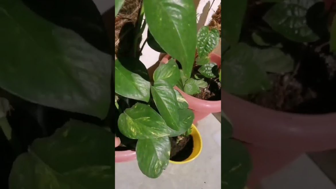 Moneyplant hack|moneyplant tips and trick|bushy moneyplant|sonamsgardeningpassion #short #moneplant Moneyplant hack|moneyplant tips and trick|bushy moneyplant|sonamsgardeningpassion #short #moneplant