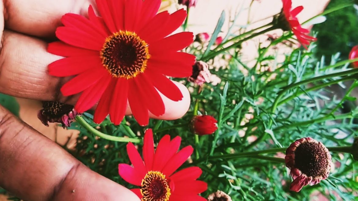 why gardens are good for you.