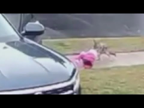 Coyote attacks toddler in Woodland Hills Coyote attacks toddler in Woodland Hills