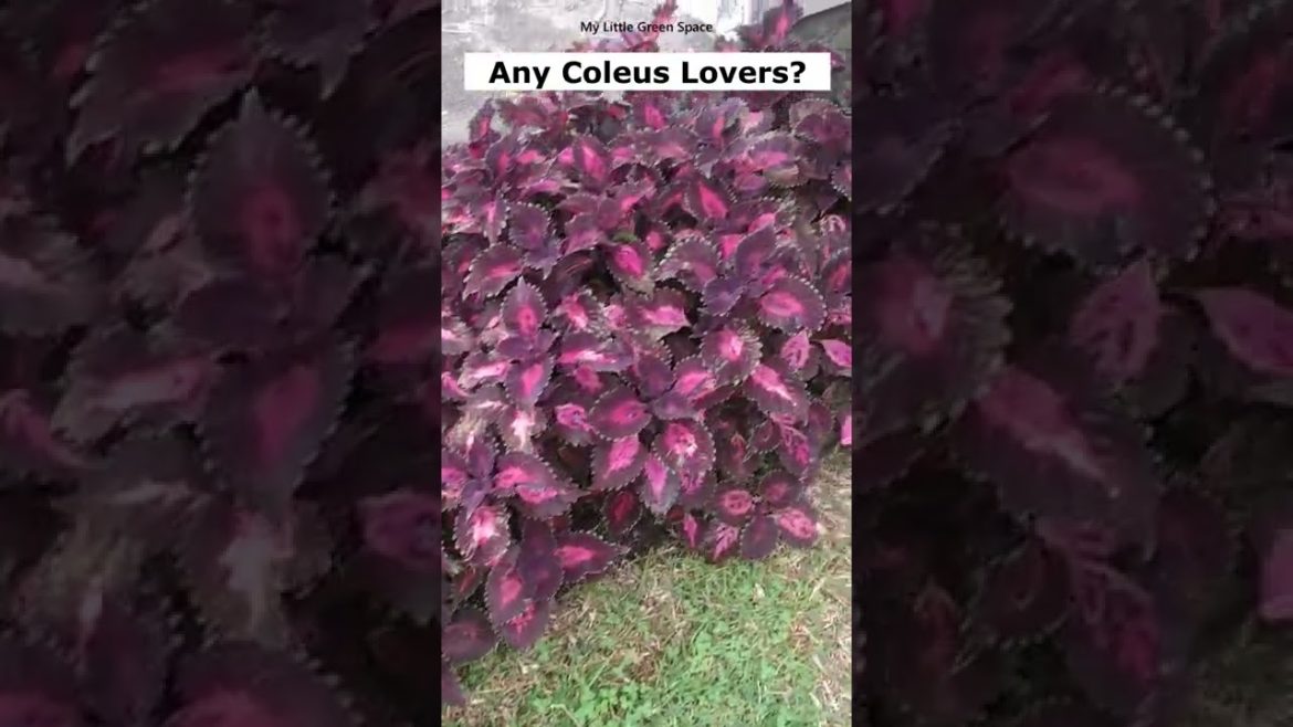 Coleus | #shorts Coleus | #shorts
