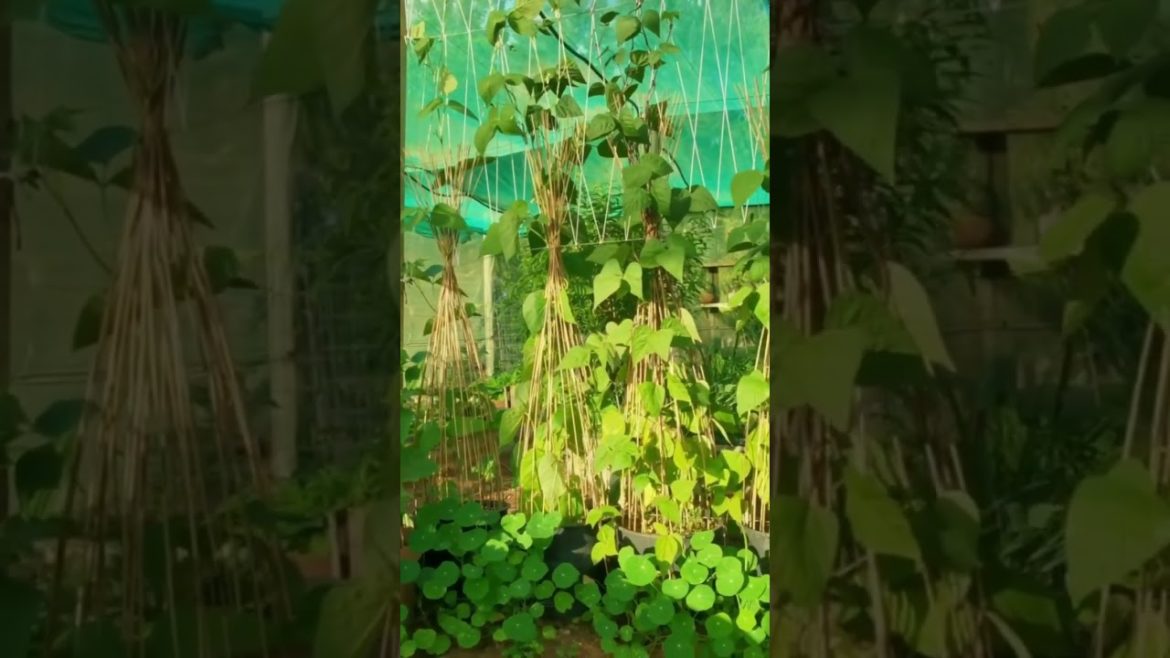 Planted Beans and Cucumbers in Containers💚 | #containergardening   #gardenprojects   #gardeningtips