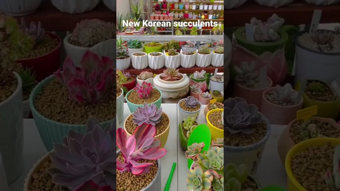 My Succulent Collection/ Sen Đá