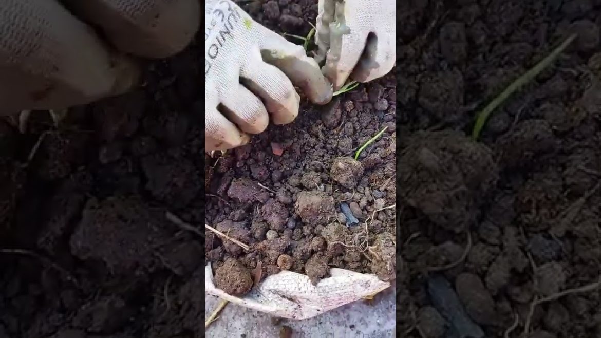 How to grow chives from cutting in a rice bag | Home gardening