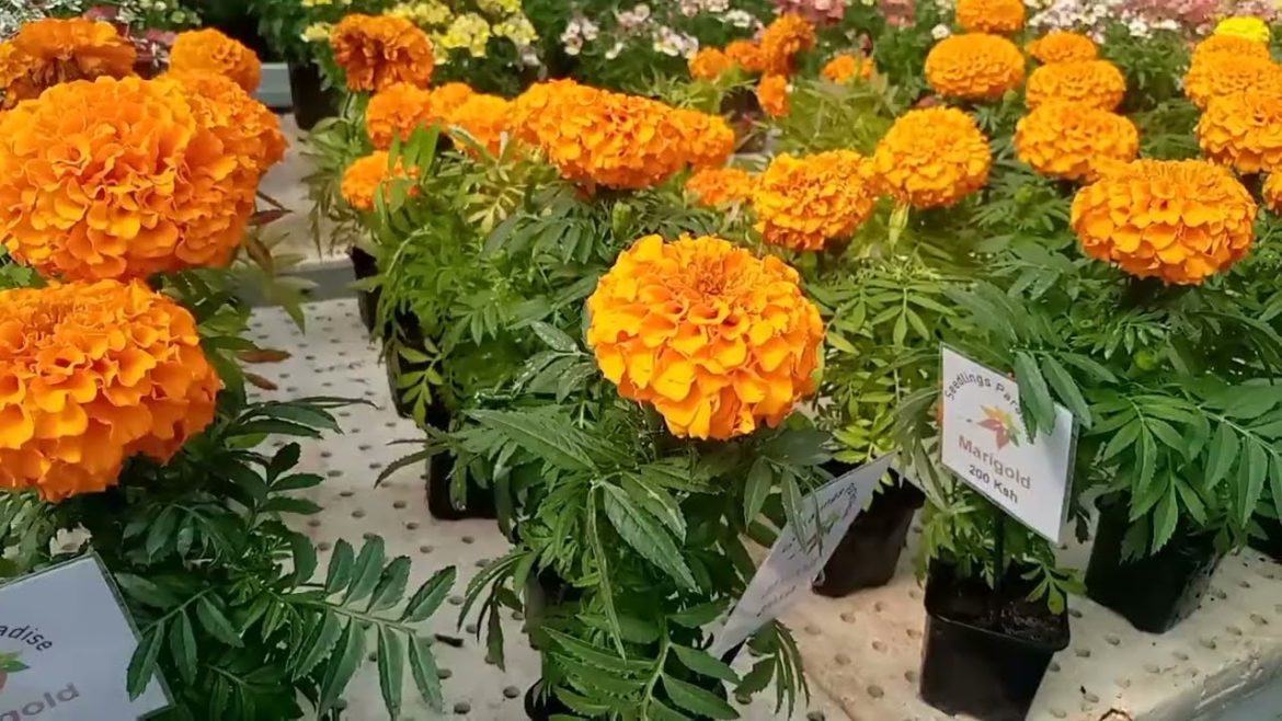 Where to buy natural flowers 🌹🌺