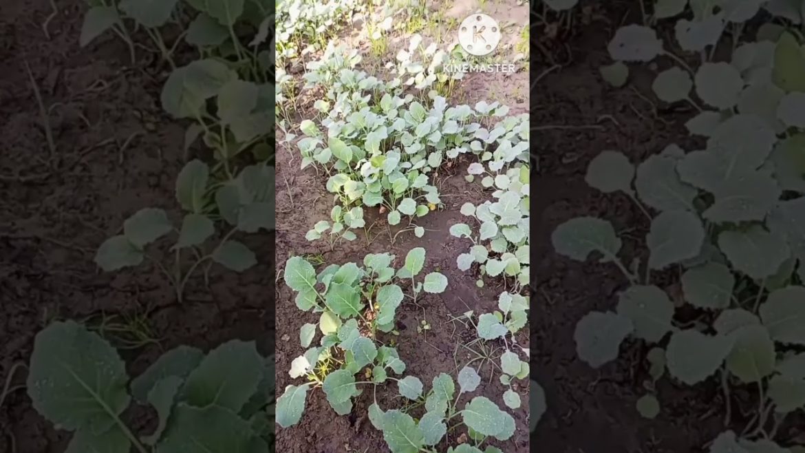 broccoli farming #shorts #youtubeshorts #short #farming broccoli farming #shorts #youtubeshorts #short #farming