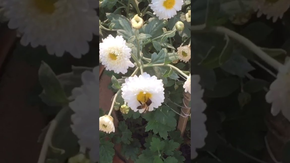 #guldaudi #gardening #roofgarden #terrace #flowers #gamle #containergardening