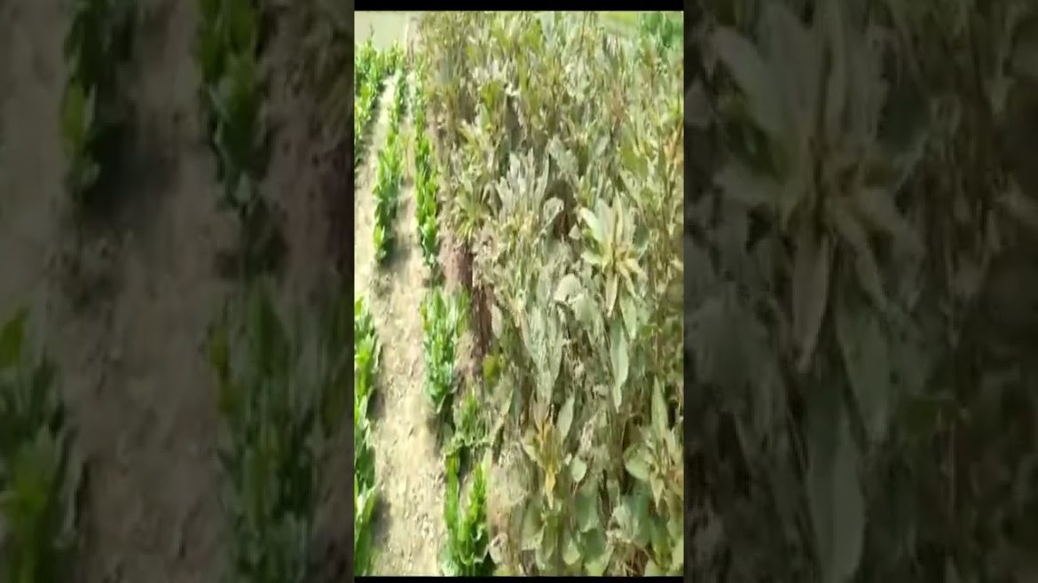 Fresh Vegetable #shorts #youtubeshorts Fresh Vegetable #shorts #youtubeshorts