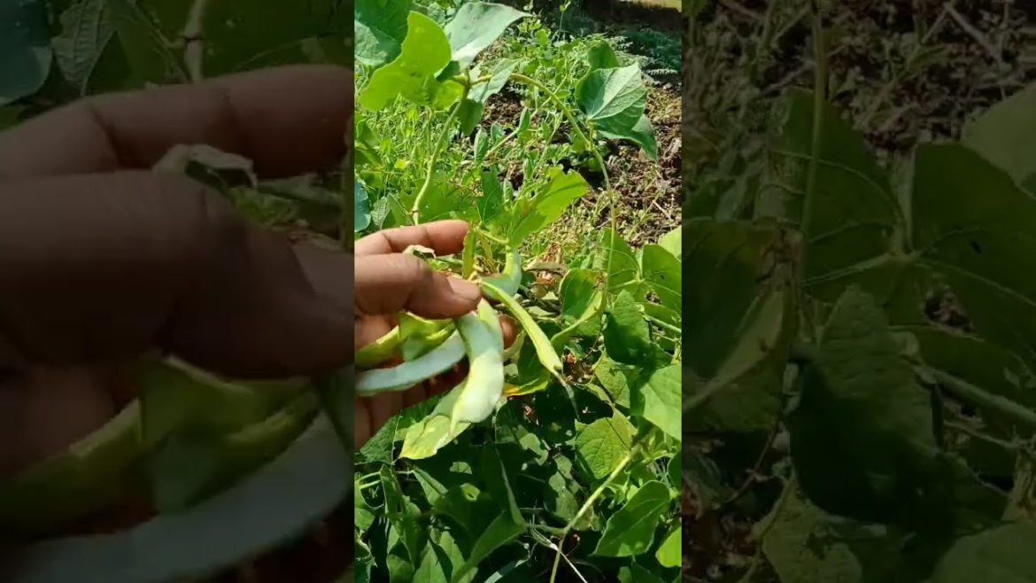 India broad beans vegetable in my kitchen garden #shorts