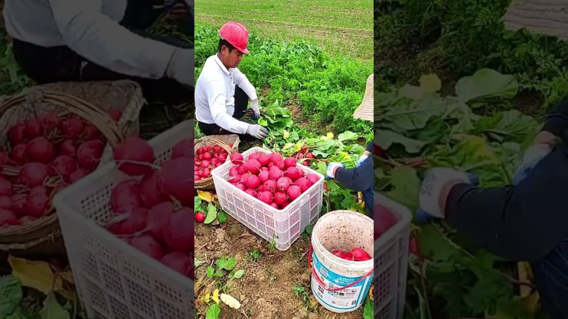 Red Radish harvest time #shorts #harvest
