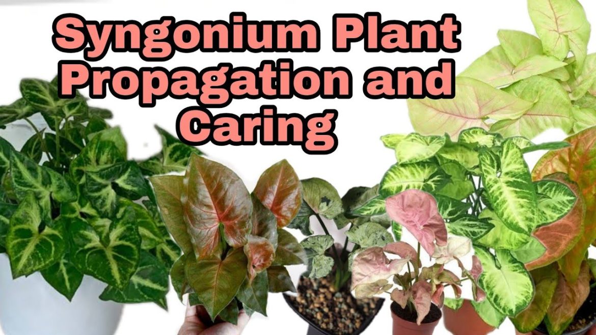 Syngonium Plant caring and Propagation/ Tips for Garden