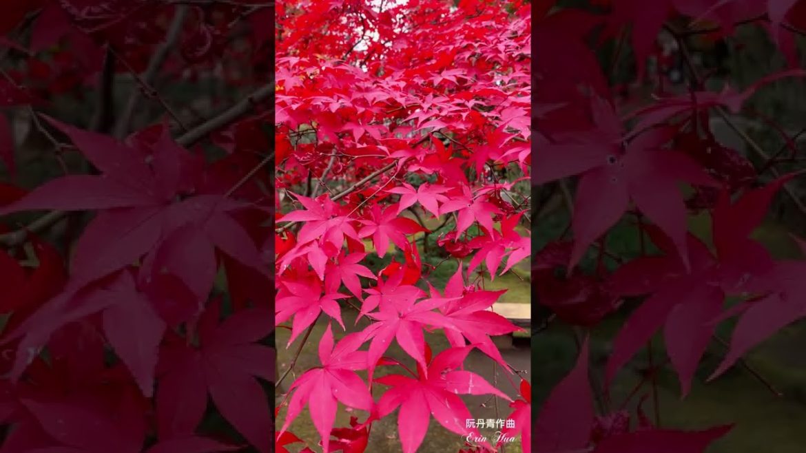 日本關東賞楓名所-平林寺｜Maple Leaf Season .Japan #賞楓景點#紅葉名所#平林寺