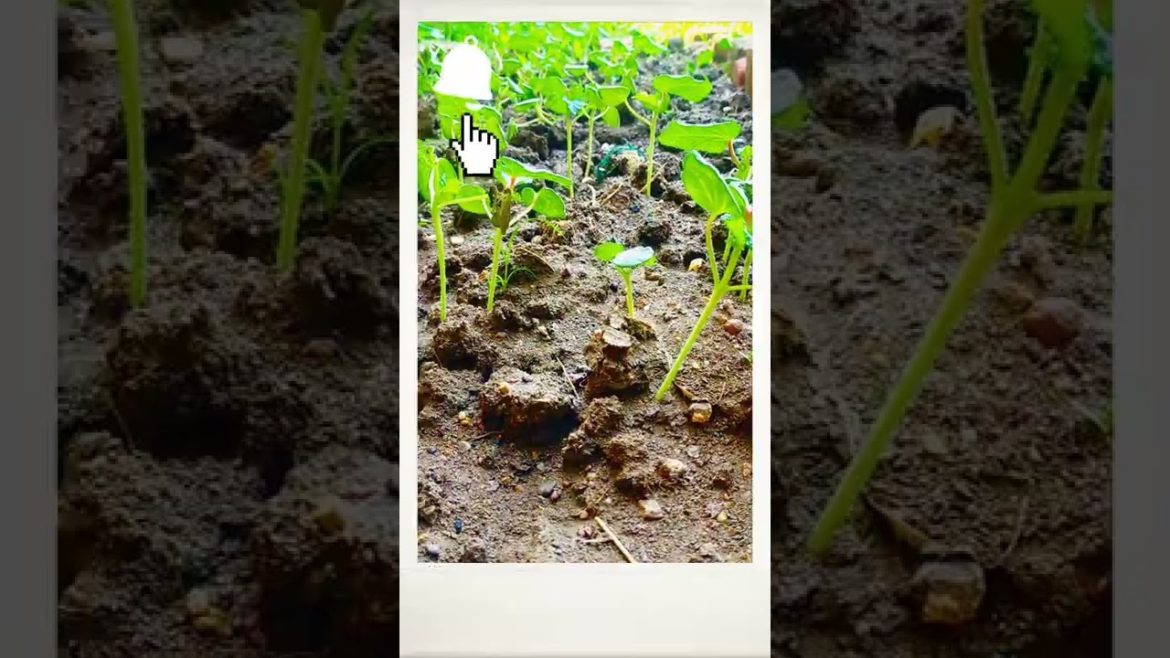 #shorts#Gardening tips& Techniques at Home#Garden Ideas#Germination Growth And Care of Plants