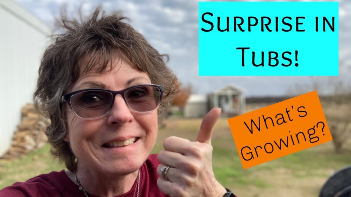 Imagine what we found!  Veggies you Can Grow NOW!