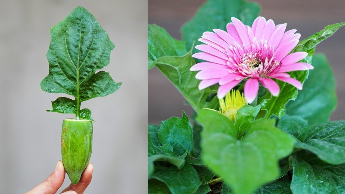Tips To Help Me Grow Gerbera With Leaves Easily
