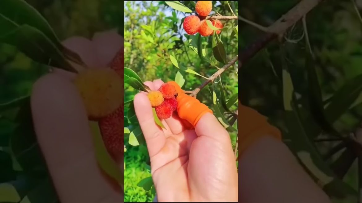 Homemade gardening tips #shorts #viralshorts #on_trending #barikfarminggarden