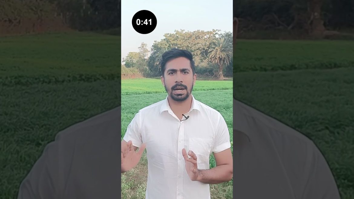 मिर्च की खेती के लिए सबसे अच्छा बीज | VNR 6013 मिर्च | VNR Seeds #shorts