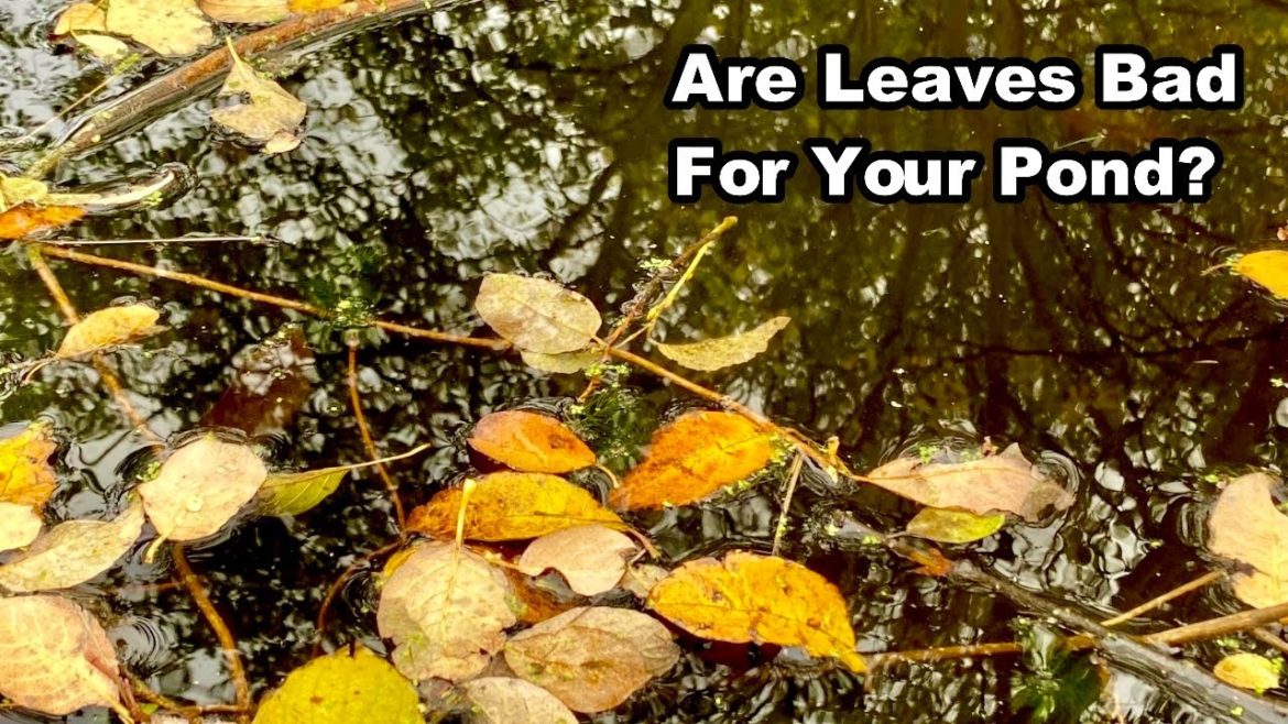 Are LEAVES BAD for YOUR WILDLIFE POND and Should You Remove Them? Are LEAVES BAD for YOUR WILDLIFE POND and Should You Remove Them?