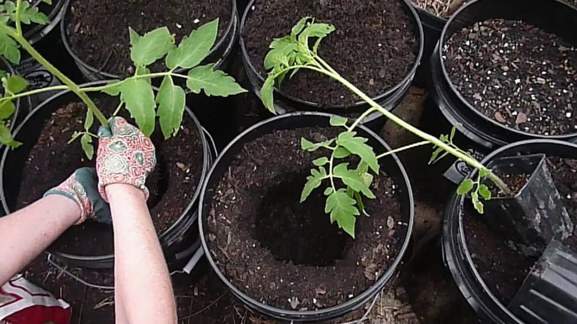 Tomato planting day! Part 1 5 gallon buckets container gardening bell peppers