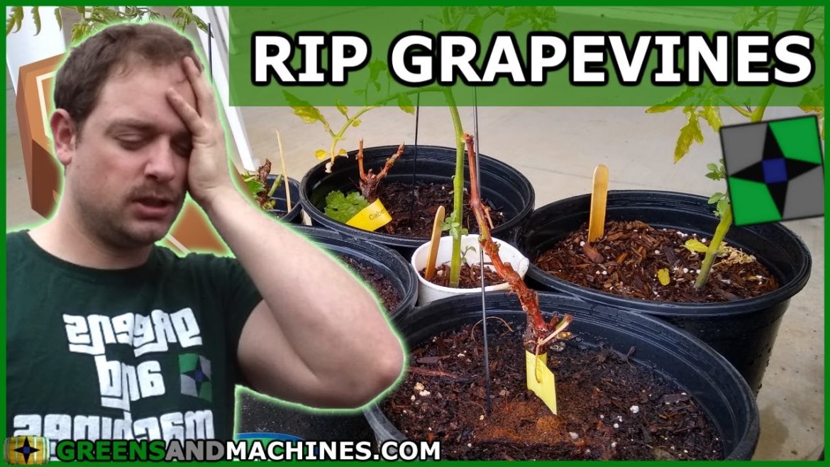 The Rabbits Killed My Grapevines! | Container Gardening | March 2020