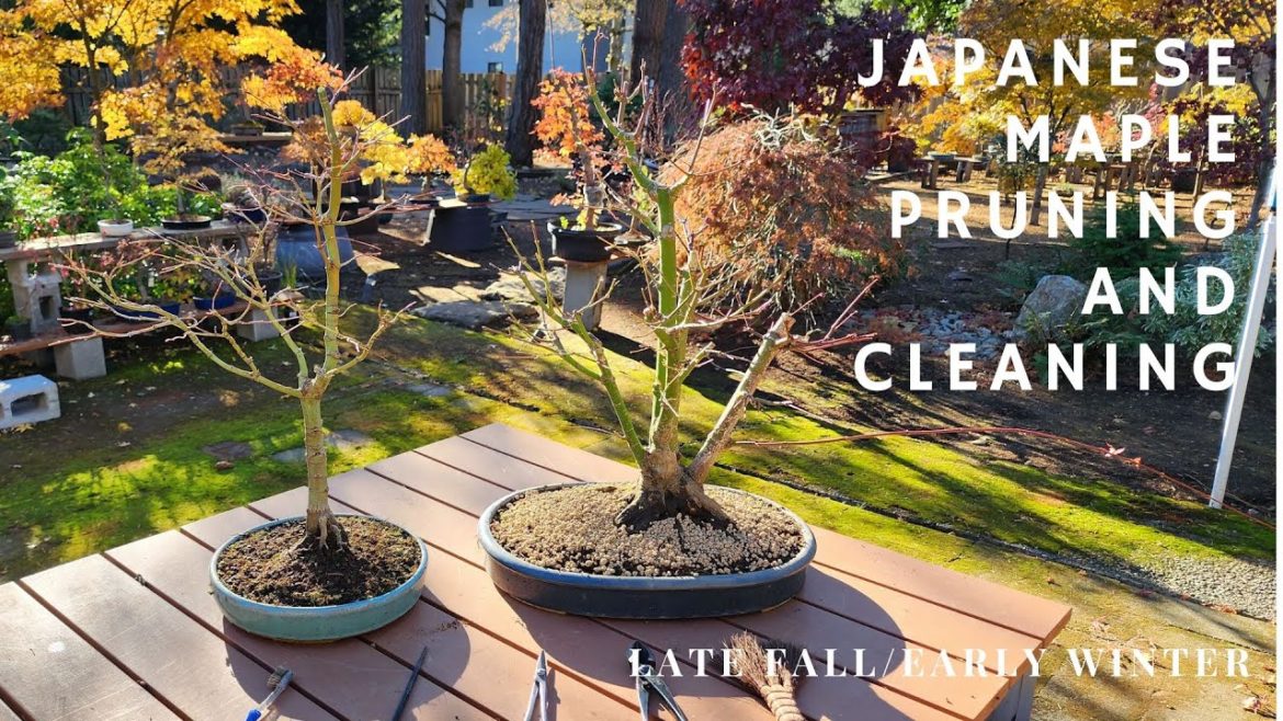 Japanese Maple Bonsai - Pruning and Cleaning in Late Fall/Early Winter