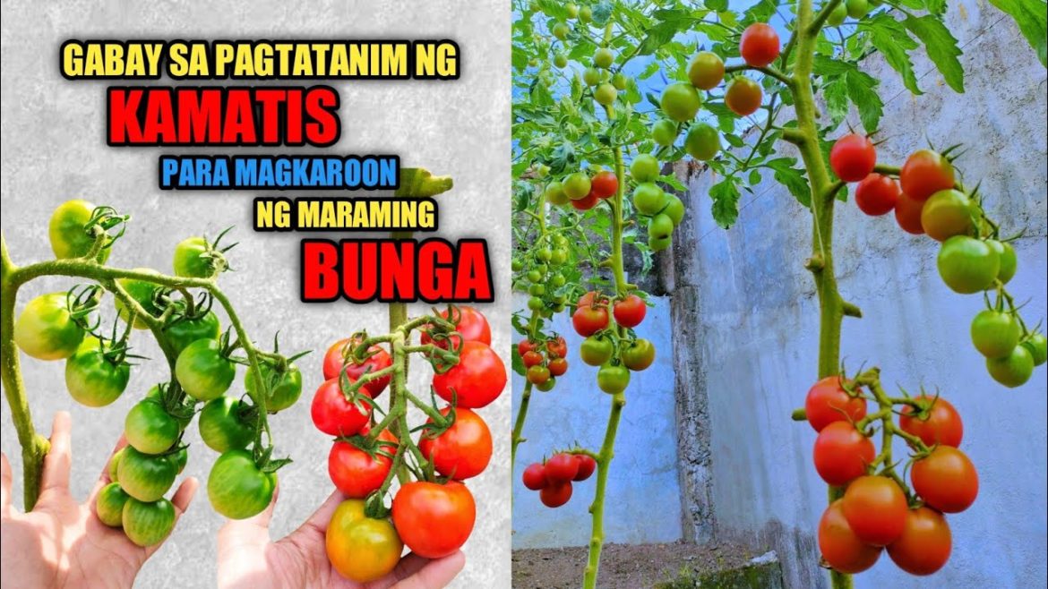 PAANO MAGTANIM NG KAMATIS SA PLASTIC CONTAINER PAANO MAGTANIM NG KAMATIS SA PLASTIC CONTAINER