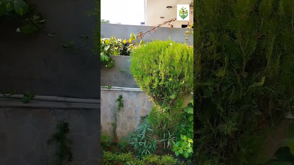 gardening #shorts #viral #ytshorts #homegarden #garden