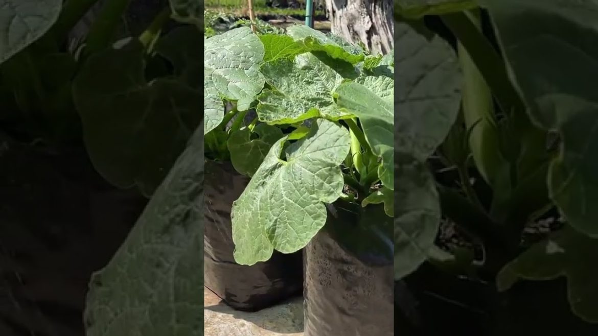 How to Choose the Best Pot for your Vegetable Plants