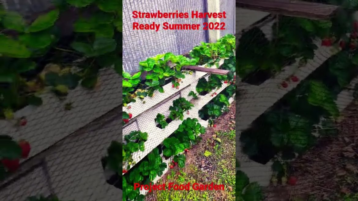 Strawberries Harvest Ready-SE3-Project Food Garden