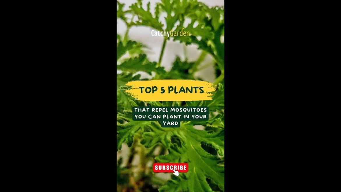 Top 5 Plants That Repel Mosquitoes You Can Plant in Your Yard πΊπ± // #short #shorts Top 5 Plants That Repel Mosquitoes You Can Plant in Your Yard πΊπ± // #short #shorts