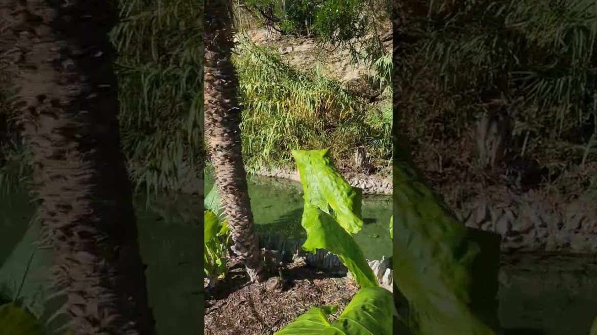 Japanese Tea Garden :San Antonio