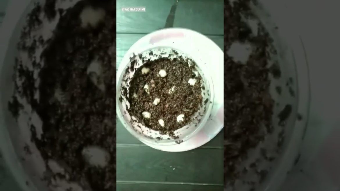 How To Grow Lemon Plant From Seeds | Vikas Gardening | How To Grow Lemon At Home #shorts #lemontree