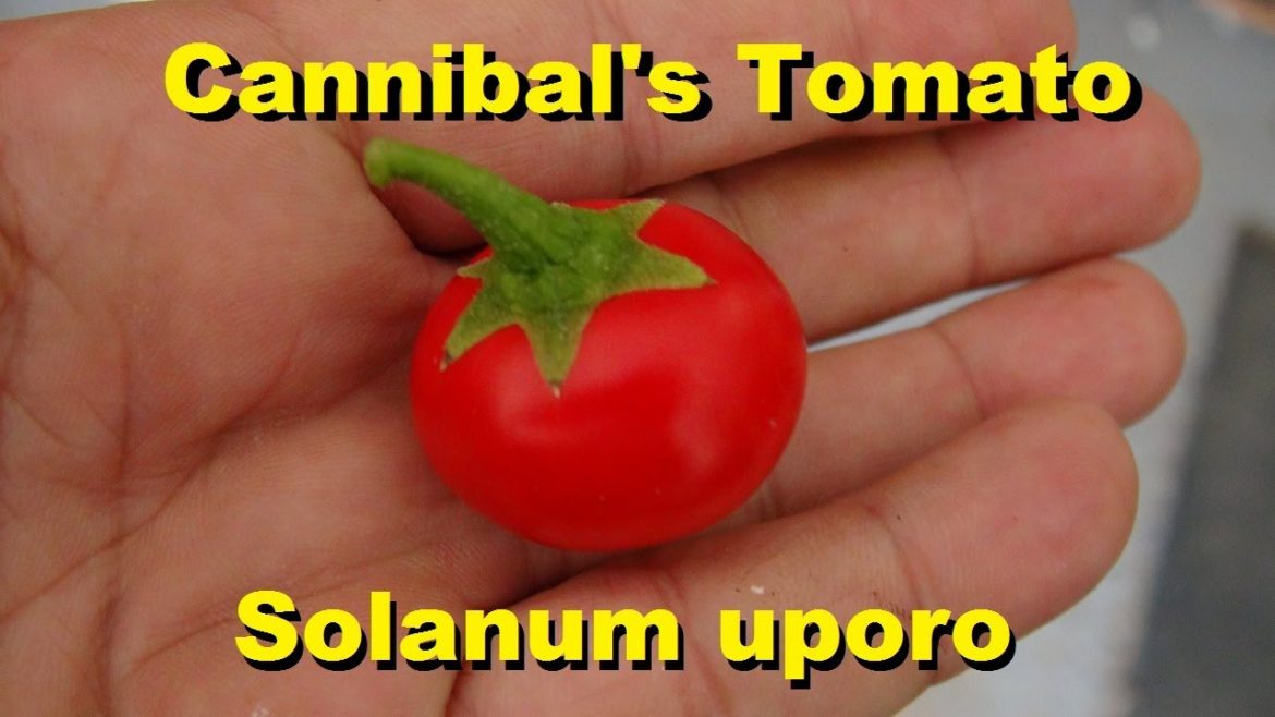 ⟹ Cannibal's Tomato | Solanum uporo | Review, Edible or NOT?!?!?