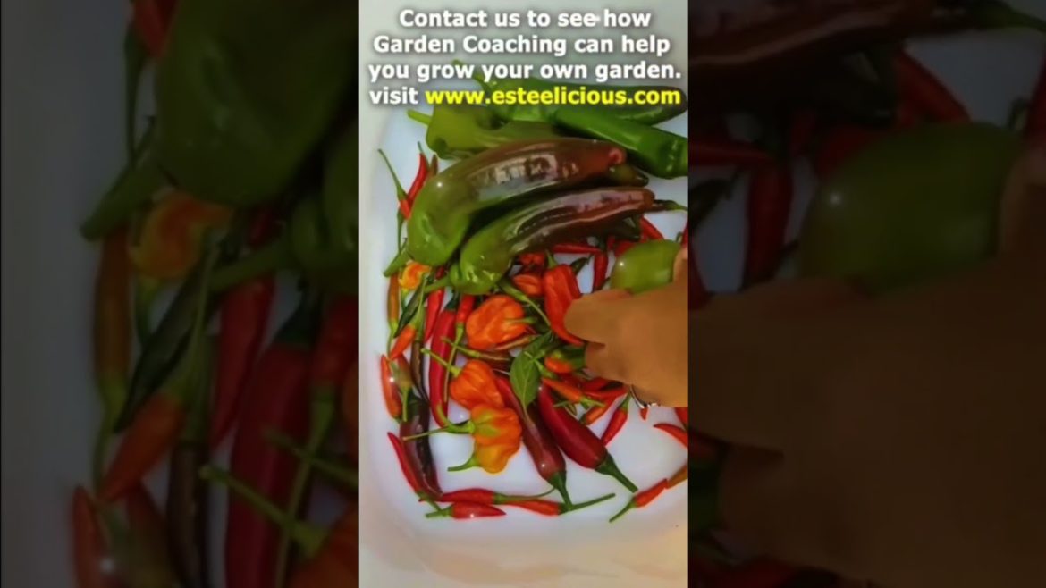 🤔 YOU TOO CAN HAVE THIS HOME GARDEN AND HARVEST #shorts