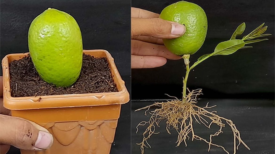 How To Grow Lemon Tree With Lemon Fruit (100%Success Result)