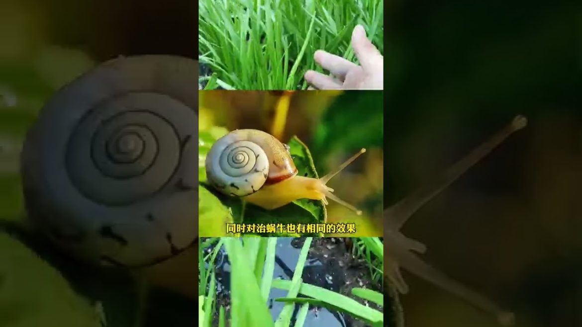 Episode 329 plant #shorts Episode 329 plant #shorts