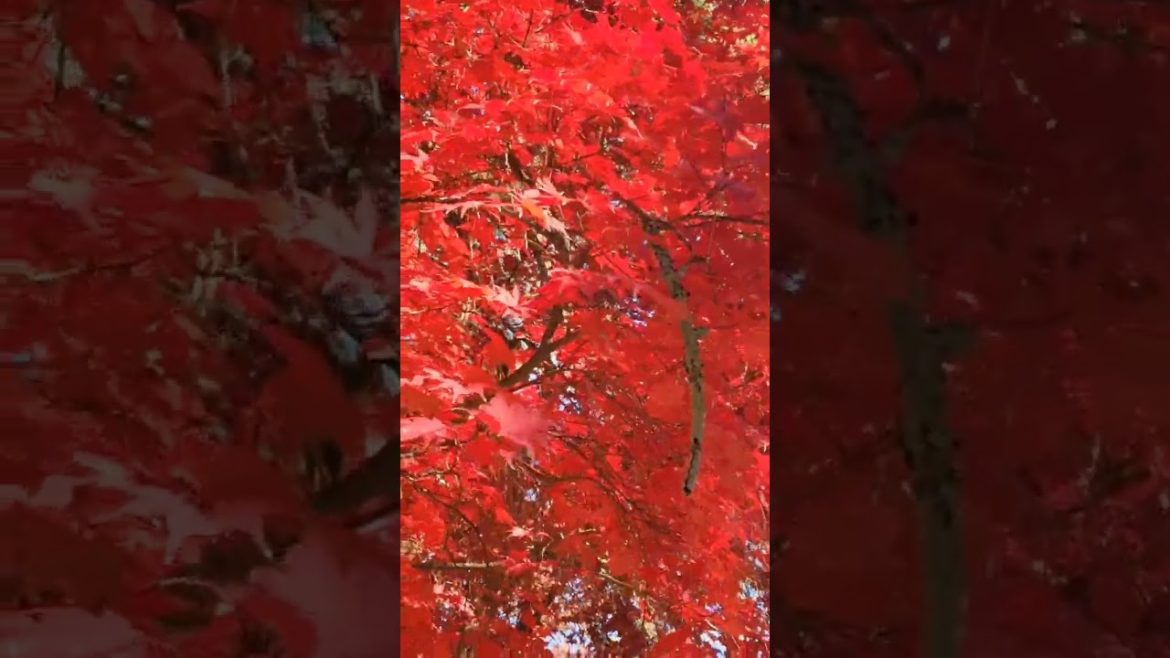 Beautiful# Japanese Maple Tree 🌳Winter color #short