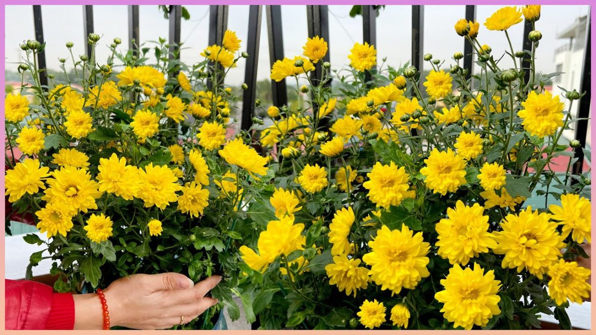 Your balcony will become gorgeous with pretty flowers and tips to make plants bloom more Your balcony will become gorgeous with pretty flowers and tips to make plants bloom more