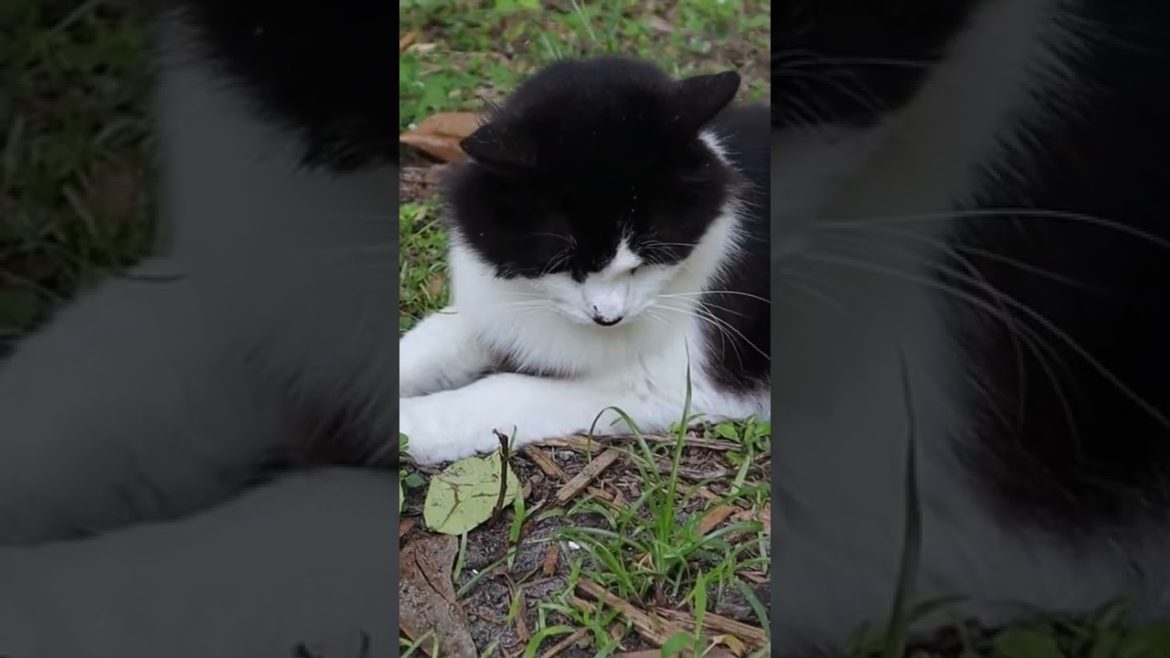 Garden Tiger vs Serpent Garden Tiger vs Serpent