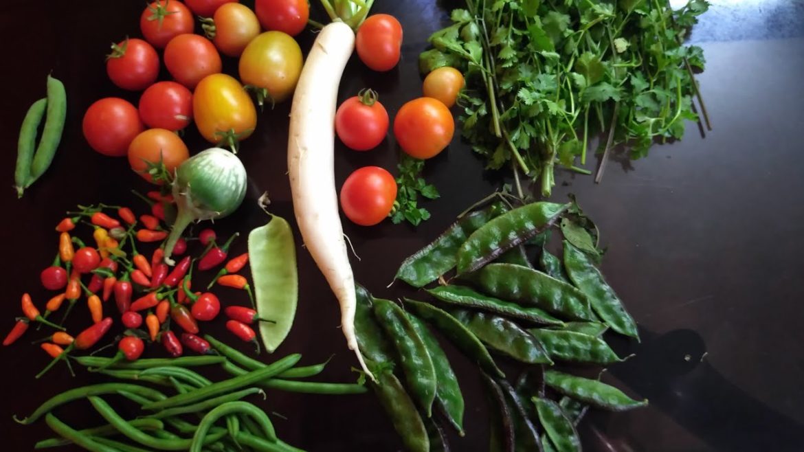 Rooftop Terrace Garden &  Backyard Garden | Harvesting Green Vegetables