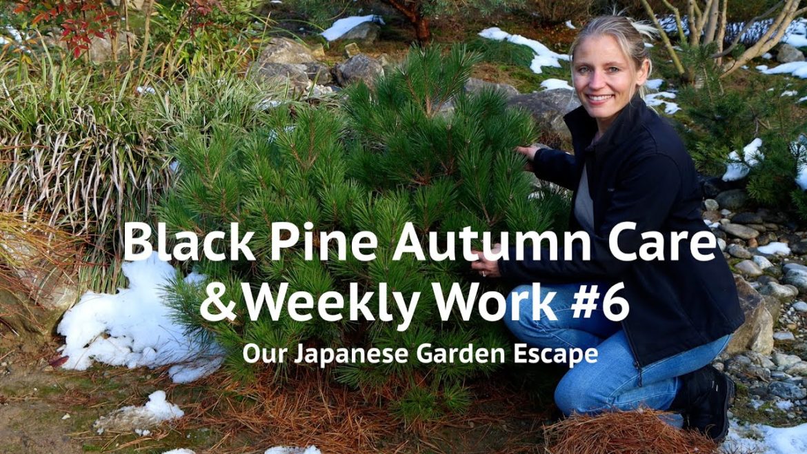 Black Pine Autumn Care & Weekly Work – Episode 6 | Our Japanese Garden Escape Black Pine Autumn Care & Weekly Work - Episode 6 | Our Japanese Garden Escape