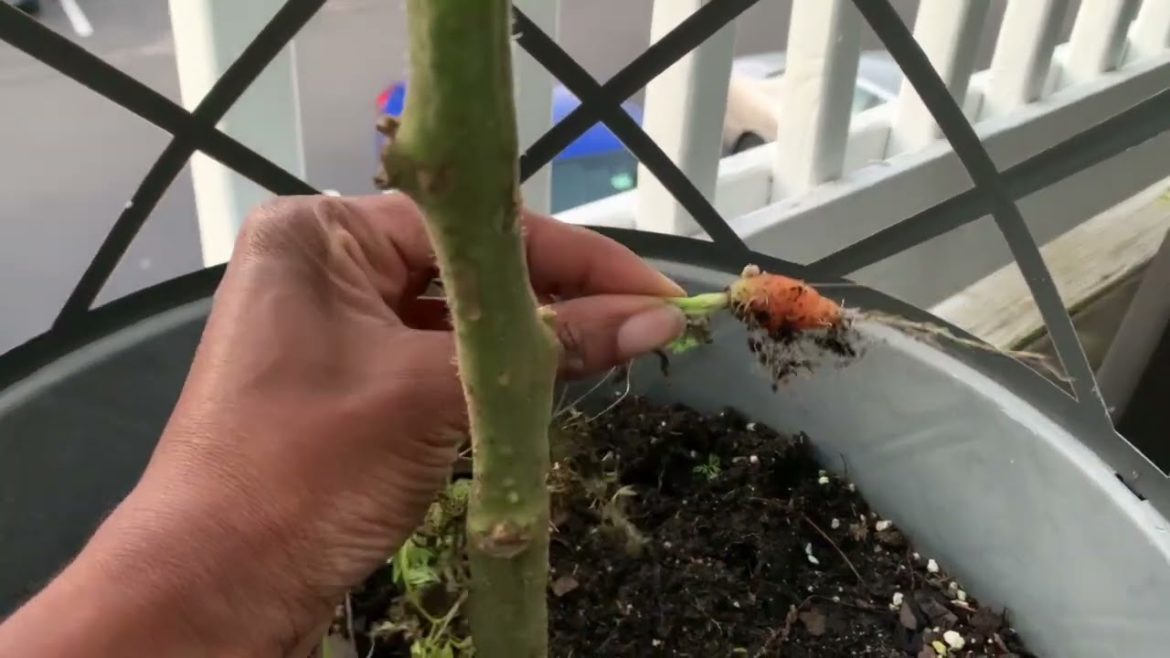 Carrot Picking | Balcony Container Garden Carrot Picking | Balcony Container Garden