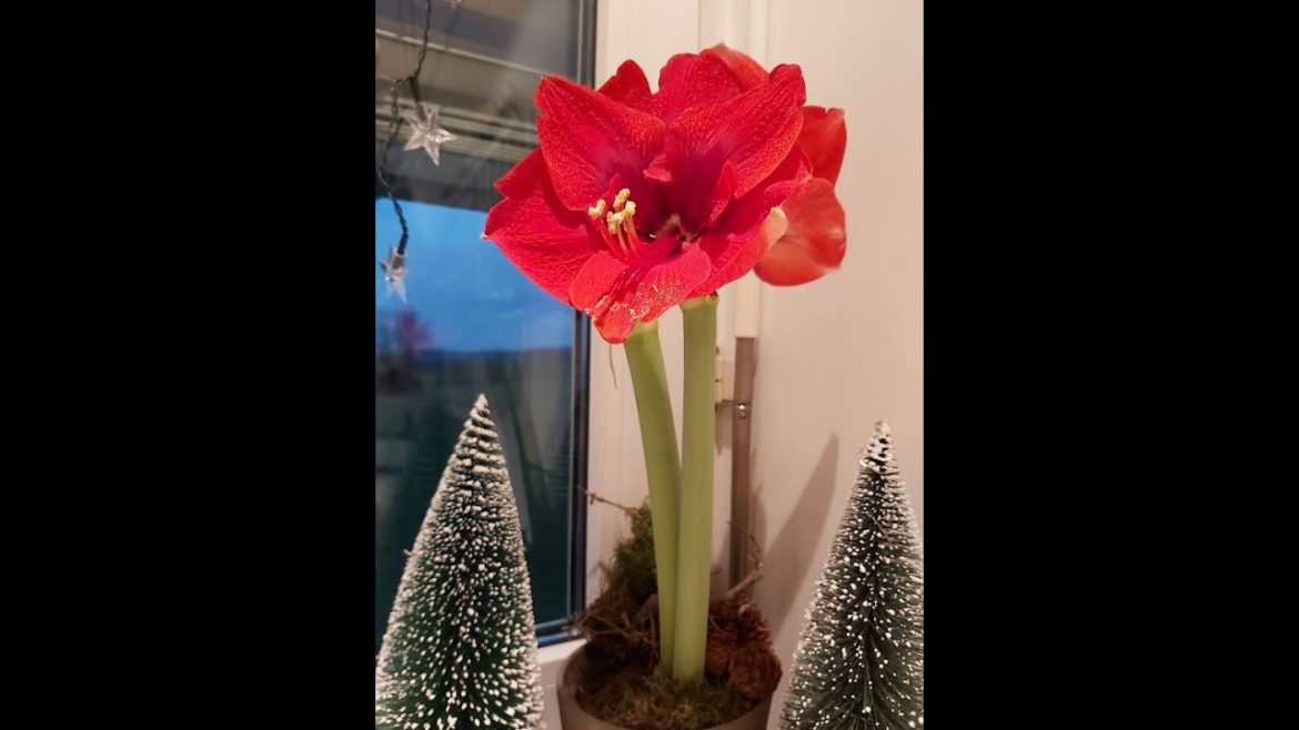 🎄👉🎄Sidu`s Welt zeigAmaryllis Weihnachtsblume ein Traum🎄👉🎄
