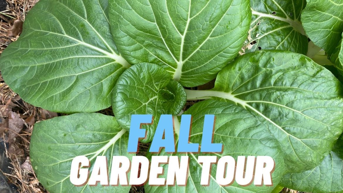 FALL GARDEN TOUR - Sub Tropical Florida Vegetable Garden Tour 2022