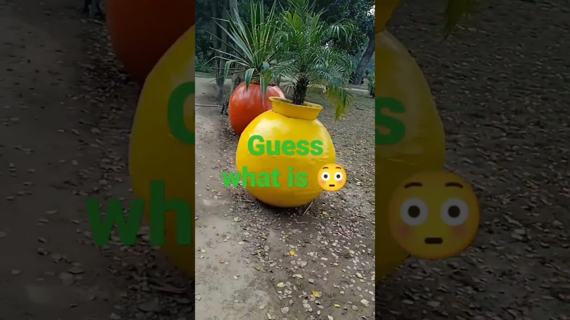 #kitchengardening and #pot gardening of #flowers  and ornamental plants