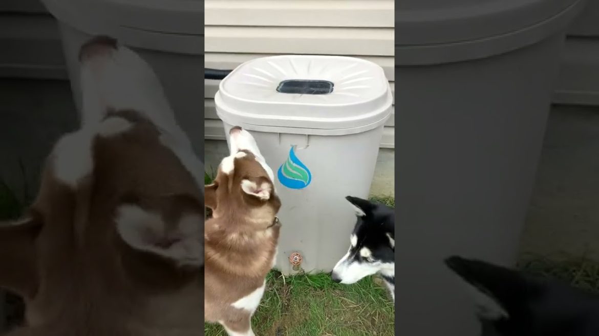Do THIS Before Winter #shorts #water #cleaning #gardening #rain #tutorial #tips Do THIS Before Winter #shorts #water #cleaning #gardening #rain #tutorial #tips