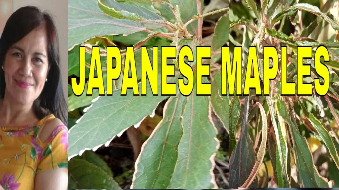 Vlog #501 Japanese Maples Plant In Our Garden