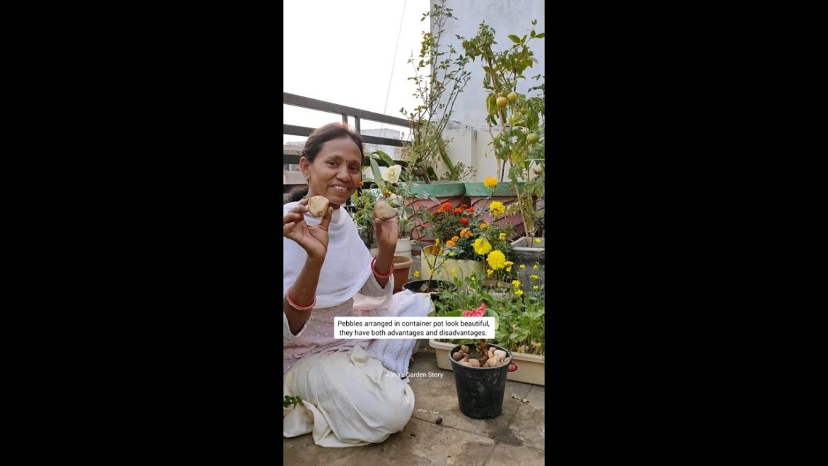 Pros and Cons Covering Potted Plant Soil With Rocks|गमले में सजावट के पत्थर #ashasgardenstory#shorts